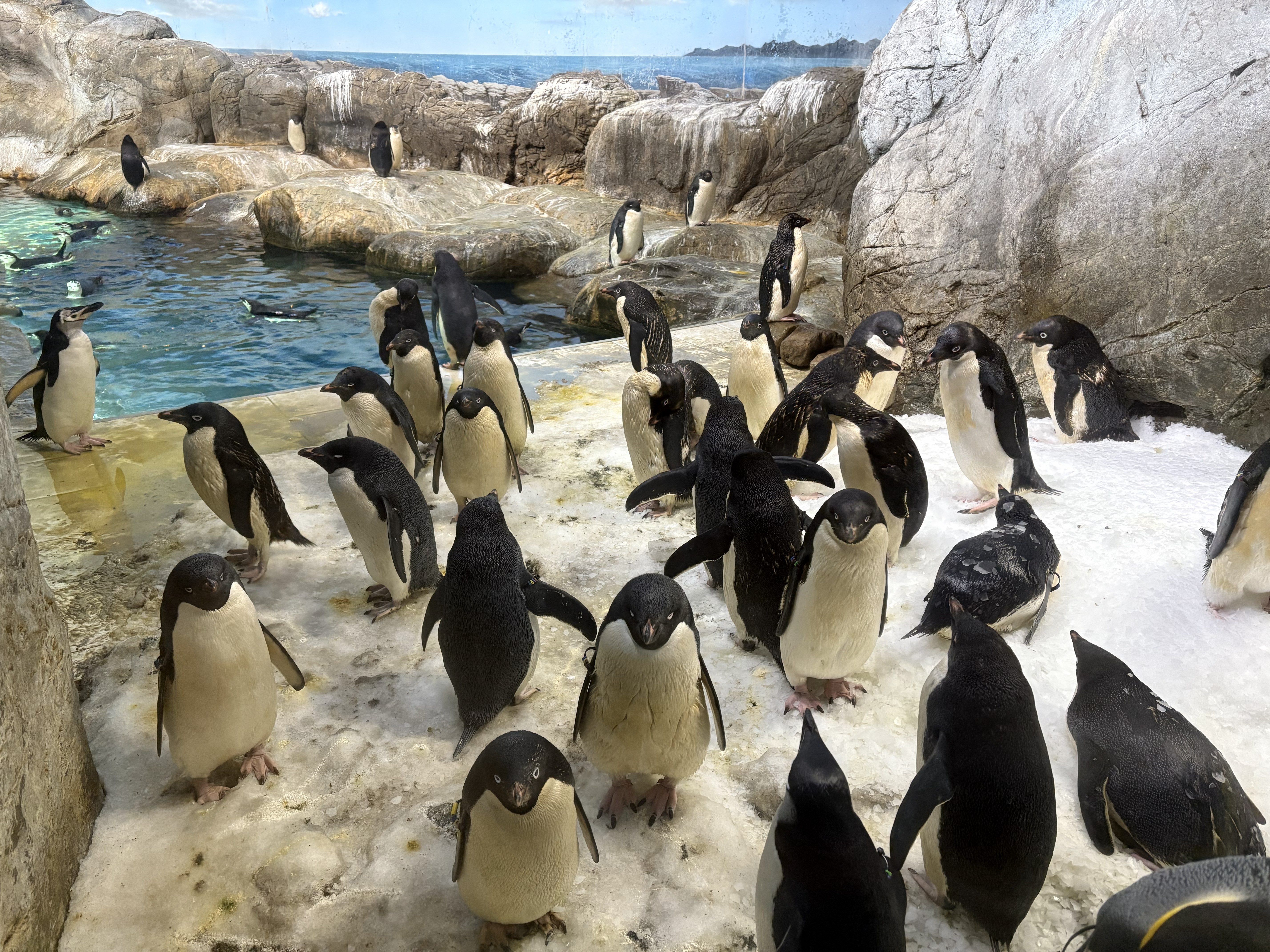 アドベンチャーワールドの海獣館のアデリーペンギン
