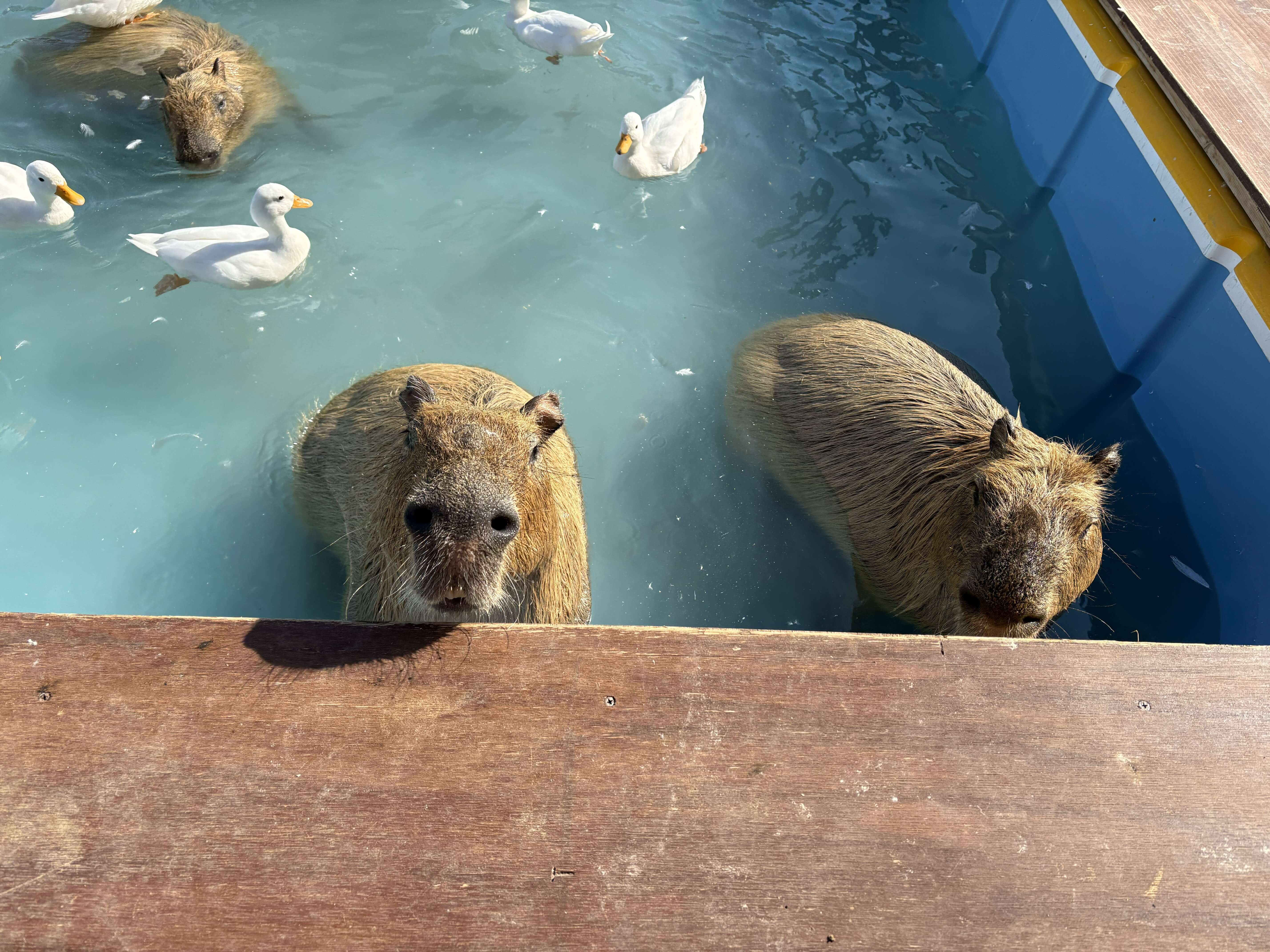 和歌山マリーナシティのかぴばら