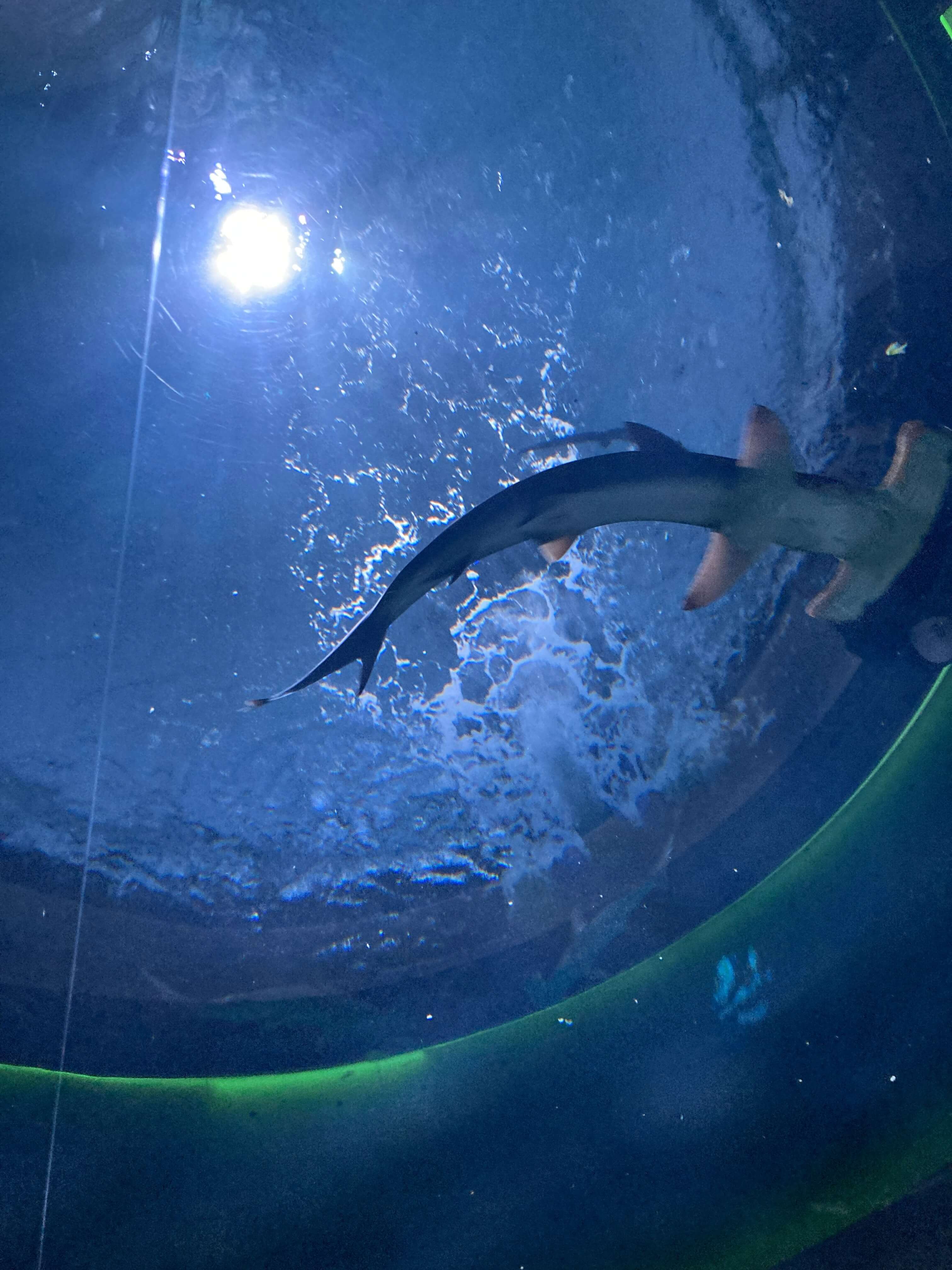 四国水族館のシュモクザメ