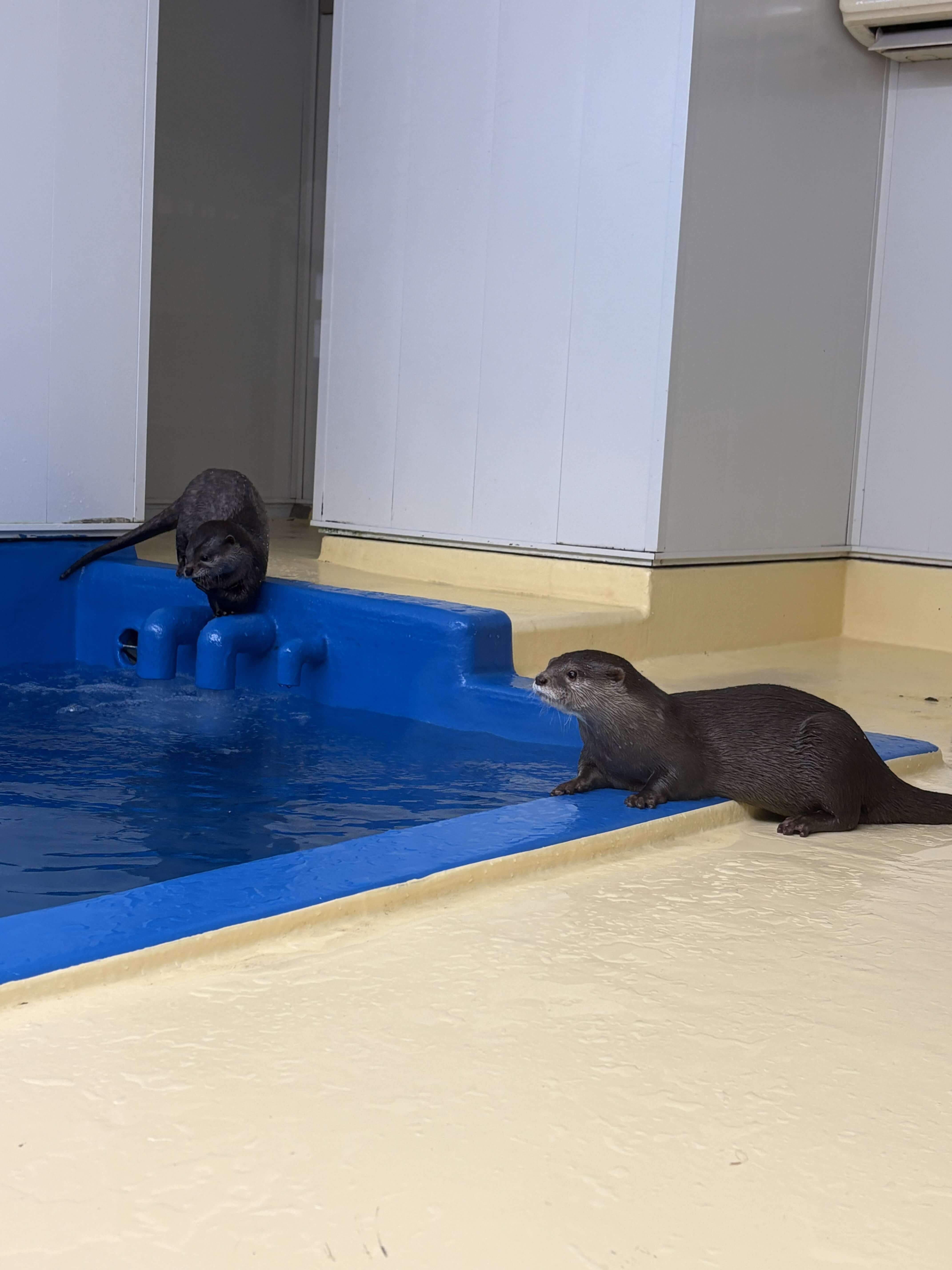 越前松島水族館のカワウソ