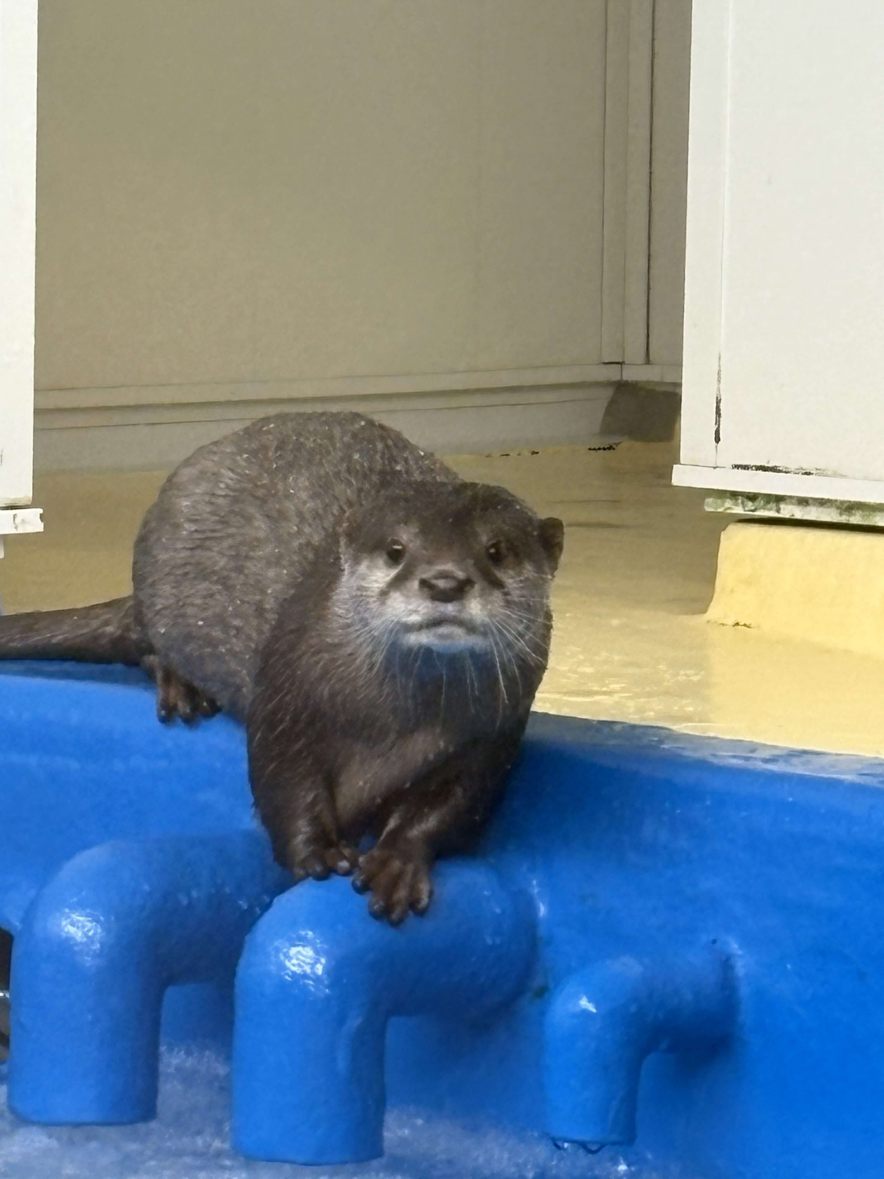 越前松島水族館のカワウソ