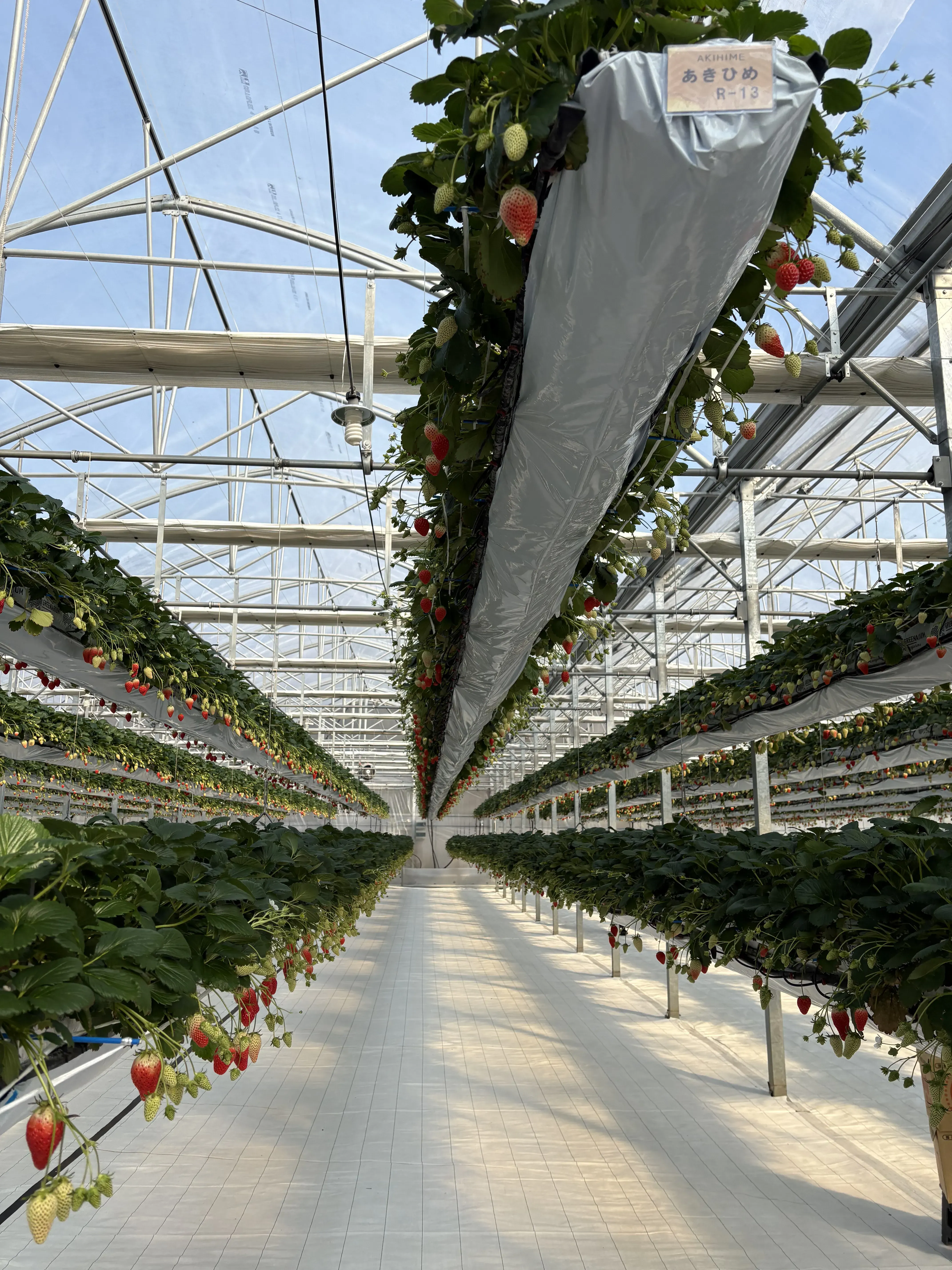 淡路島 イチゴピクニック